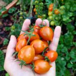 Guía práctica para cultivar tomates cherry en casa