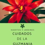 Guía práctica para el cuidado de la guzmania