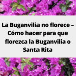 Guía práctica para el cuidado de la planta Santa Rita