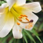 Guía práctica para el cultivo del lirio amarillo