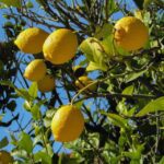 Guía práctica para injertar un limonero correctamente