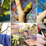 Guía práctica para podar árboles frutales correctamente