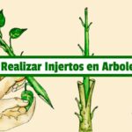 Guía práctica para realizar injertos en árboles frutales