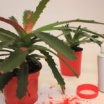 Guía práctica para reproducir cactus mediante esquejes