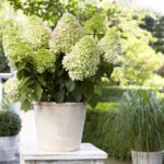 Guía práctica para secar hortensias adecuadamente