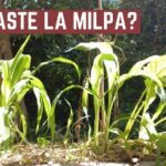 Guía práctica para sembrar calabazas exitosamente