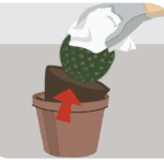 Guía práctica para trasplantar un cactus adecuadamente