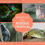 Habitantes de la selva tropical: fauna asombrosa y diversa