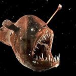 Habitantes fascinantes de las profundidades oscuras