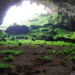 Habitantes subterráneos: la vida oculta de los animales