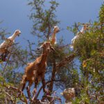 Habitantes trepadores: vida silvestre en los árboles