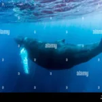 Hábitats y alimentación de las ballenas en los océanos