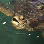 Hábitos alimenticios de las tortugas marinas