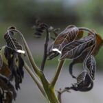 Helada negra: definición temperatura y efectos adversos