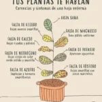 Helechos: guía de cuidados y solución de hojas amarillas