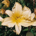 Hemerocallis: guía esencial para su cuidado adecuado