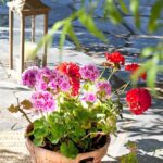Hermosas plantas de flores rojas para embellecer tu jardín