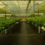 Hidroponía: agricultura ecológica y sostenible para el futuro
