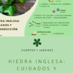 Hiedra inglesa: Guía completa de cuidados y reproducción