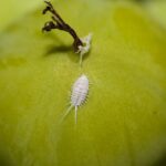 Hierba de la Pampa: la plaga vegetal más destructiva