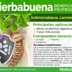 Hierbabuena: beneficios propiedades y formas de consumo
