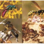 Himenópteros: características ejemplos y su importancia ecológica