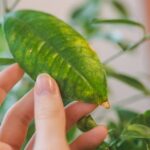 Hojas amarillas en el limonero: razones y solución efectiva