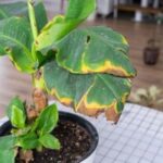 Hojas amarillas en las plantas: causas y remedios efectivos