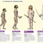 Homínidos: características evolución y su significado en la historia