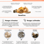 Hongos comestibles: Variedades y beneficios para tu salud
