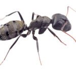 Hormiga carpintera: aspectos clave sobre su hábitat y reproducción