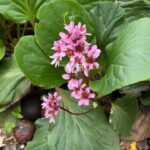 Hortensia de invierno: guía de cuidados y reproducción