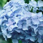 Hortensias azules: guía de cuidados y cultivo