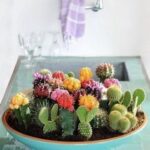 Ideas creativas para cultivar cactus en macetas