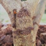 Identifica las señales de un árbol muerto