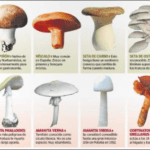 Identificación de setas venenosas en España