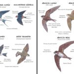 Identificación de vencejo golondrina y avión en la naturaleza