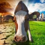 Impacto ambiental de las vacas en el planeta