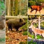 Impacto de la caza furtiva en la fauna y el ecosistema