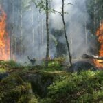 Incendios forestales: características causas tipos y componentes esenciales