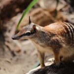 Increíbles animales que se alimentan de hormigas