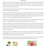 Inflorescencia: definición variedades y componentes esenciales