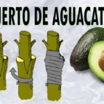 Injertar aguacate: método y temporada ideal para hacerlo