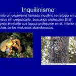 Inquilinismo: definición y ejemplos clave para entenderlo