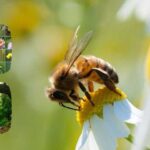 Insectos polinizadores: su papel crucial en la biodiversidad