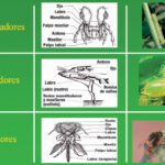 Insectos que potencian el crecimiento de tu huerto