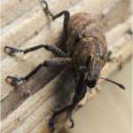 Insectos que se alimentan de madera y su impacto