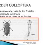 Insectos voladores: clasificación y nomenclatura esenciales