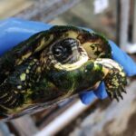 Intrigantes facetas sobre las tortugas que no conocías