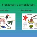 Invertebrados: diversidad y rasgos distintivos de estos animales